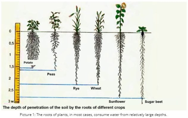 The roots of different plants