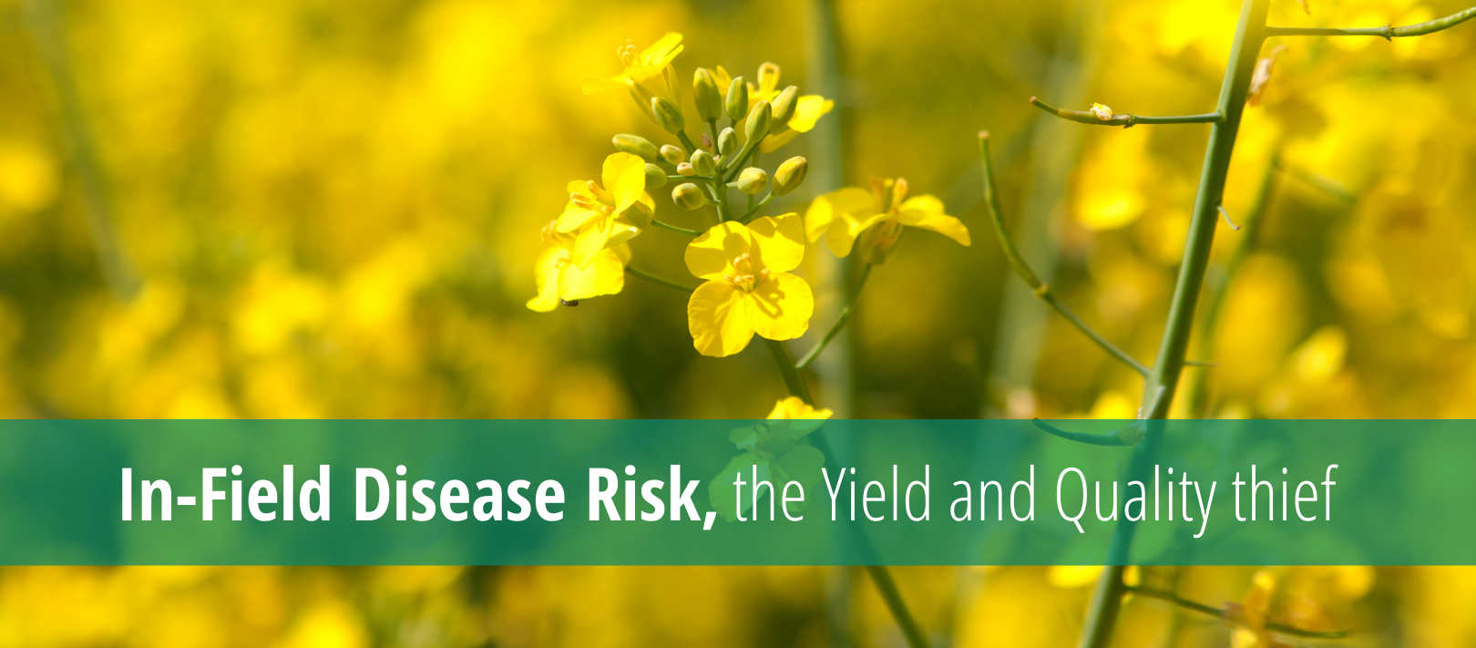 In-Field Disease Risk_cover